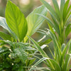 Luchtzuiverende Kamerplanten - Ø 12 cm - Hoogte: 30-40 cm-Plant-Planten Magie