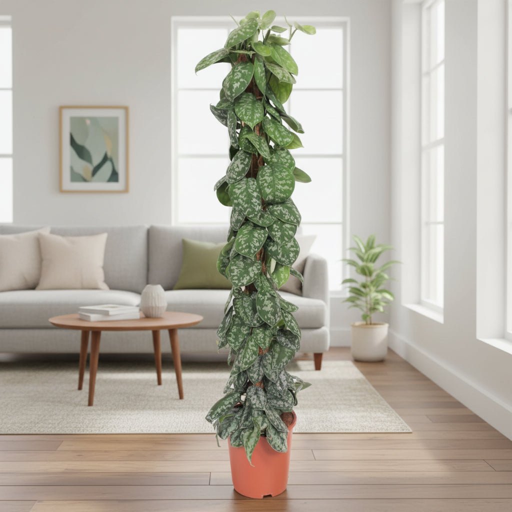 Scindapsus Pictus Trebie mosstok - 160 cm - ø30 - Plant - plantenmagie