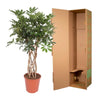 Schefflera Arboricola Compacta gevlochten stam - 130 cm - ø30 - Plant - plantenmagie