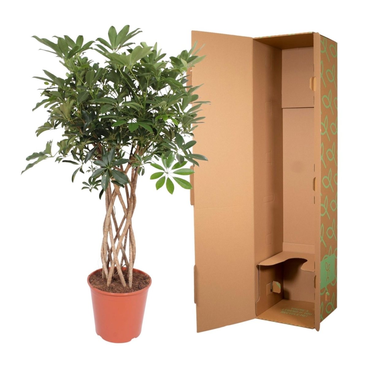 Schefflera Arboricola Compacta gevlochten stam - 130 cm - ø30 - Plant - plantenmagie