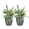 Phlebodium Blue Star - Blauwe varen - 2 planten met grijze pot Ø12 cm - hoogte 25 cm - Plant - plantenmagie