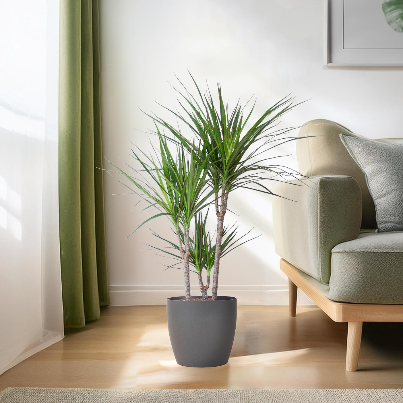 Dracaena Marginata kamerplant met grijze Viber pot 95 cm