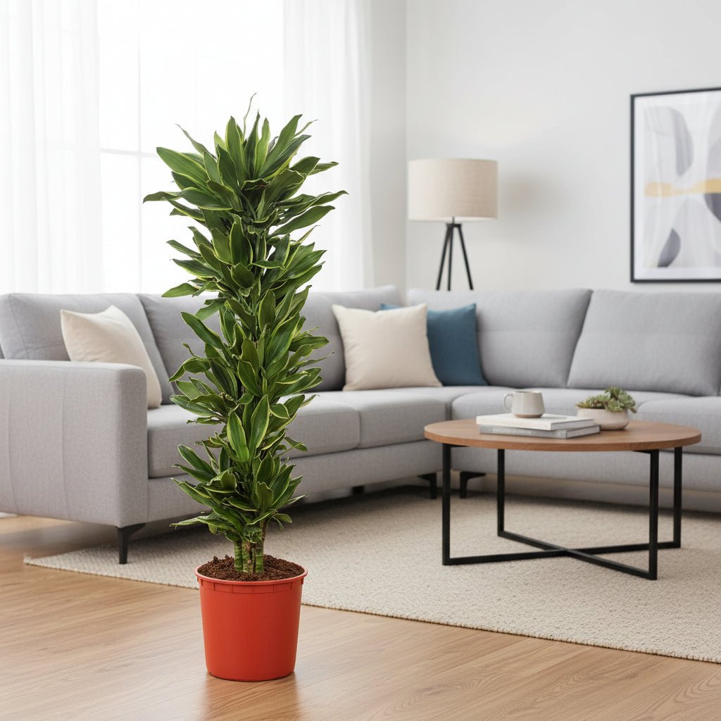 Dracaena Golden Coast - 200 cm - ø34 - Plant - plantenmagie
