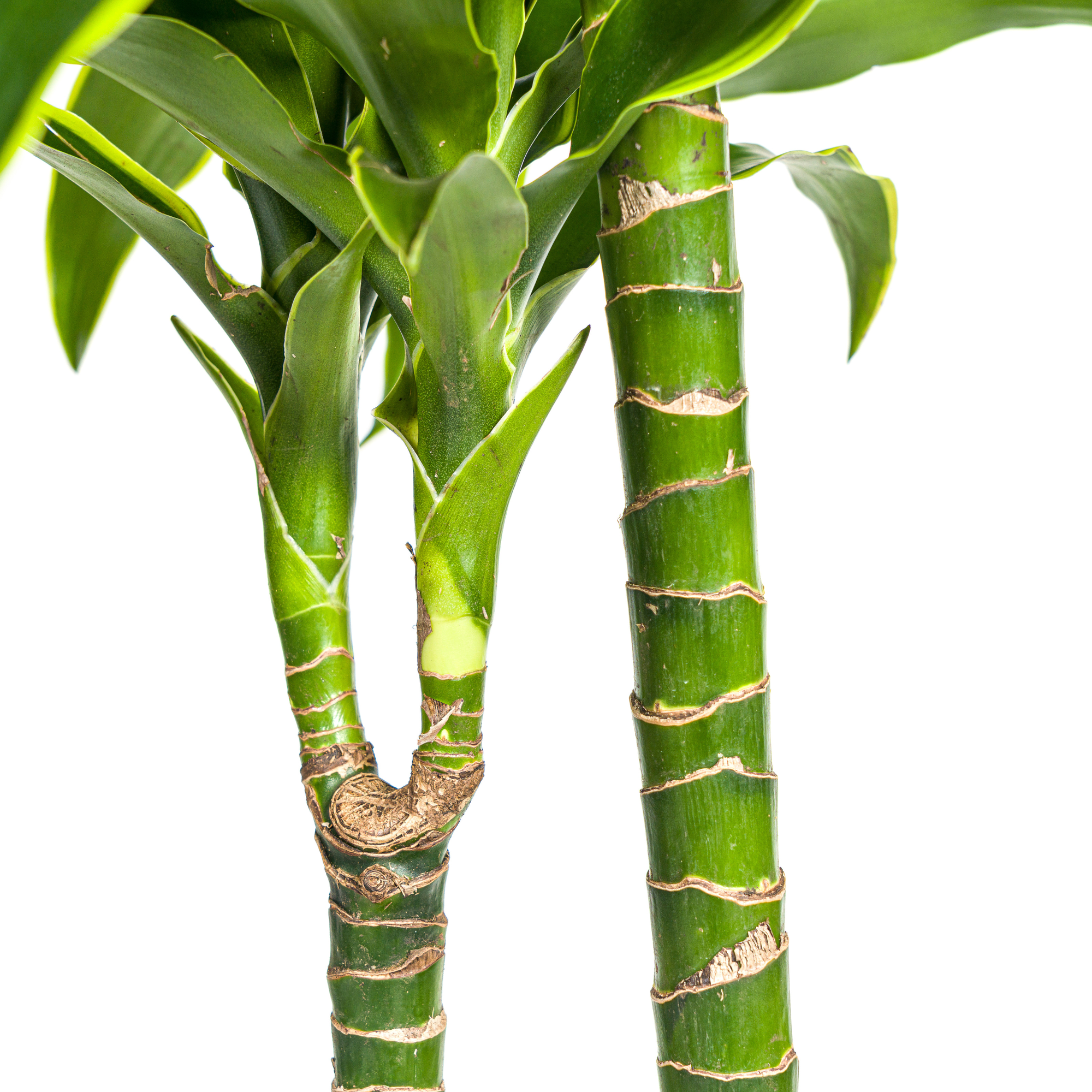 Dracaena Deremensis Dorado in interieur met natuurlijk licht