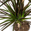 dracaena-marginata-magenta-met-magenta-bladranden