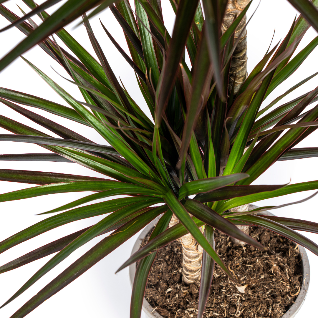 dracaena-marginata-magenta-met-magenta-bladranden