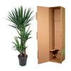 Yucca Elephantipe - 140 cm - ø24 - Plant - plantenmagie