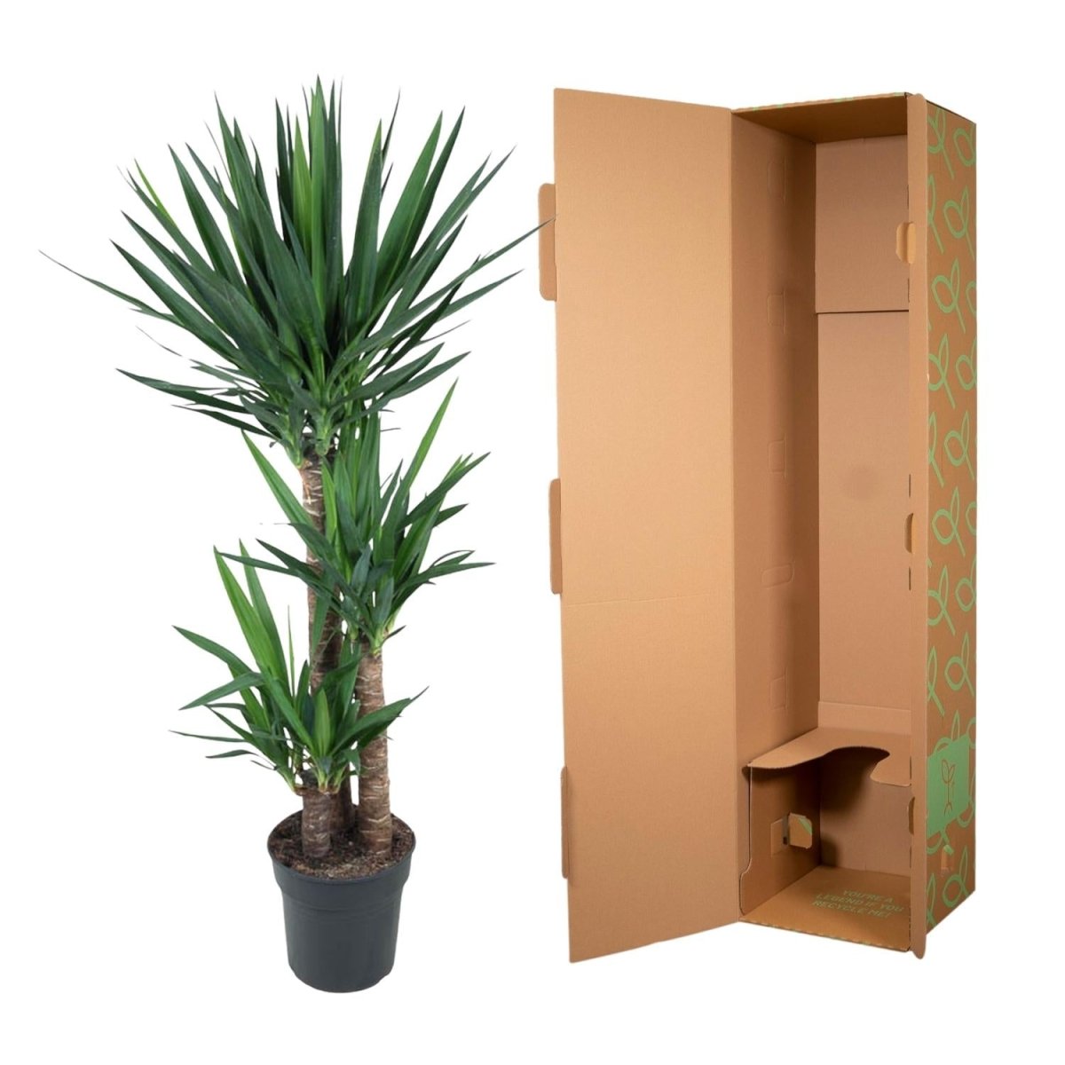 Yucca Elephantipe - 140 cm - ø24 - Plant - plantenmagie