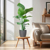 Tropische Strelitzia Nicolai plant met olifantengras Viber pot