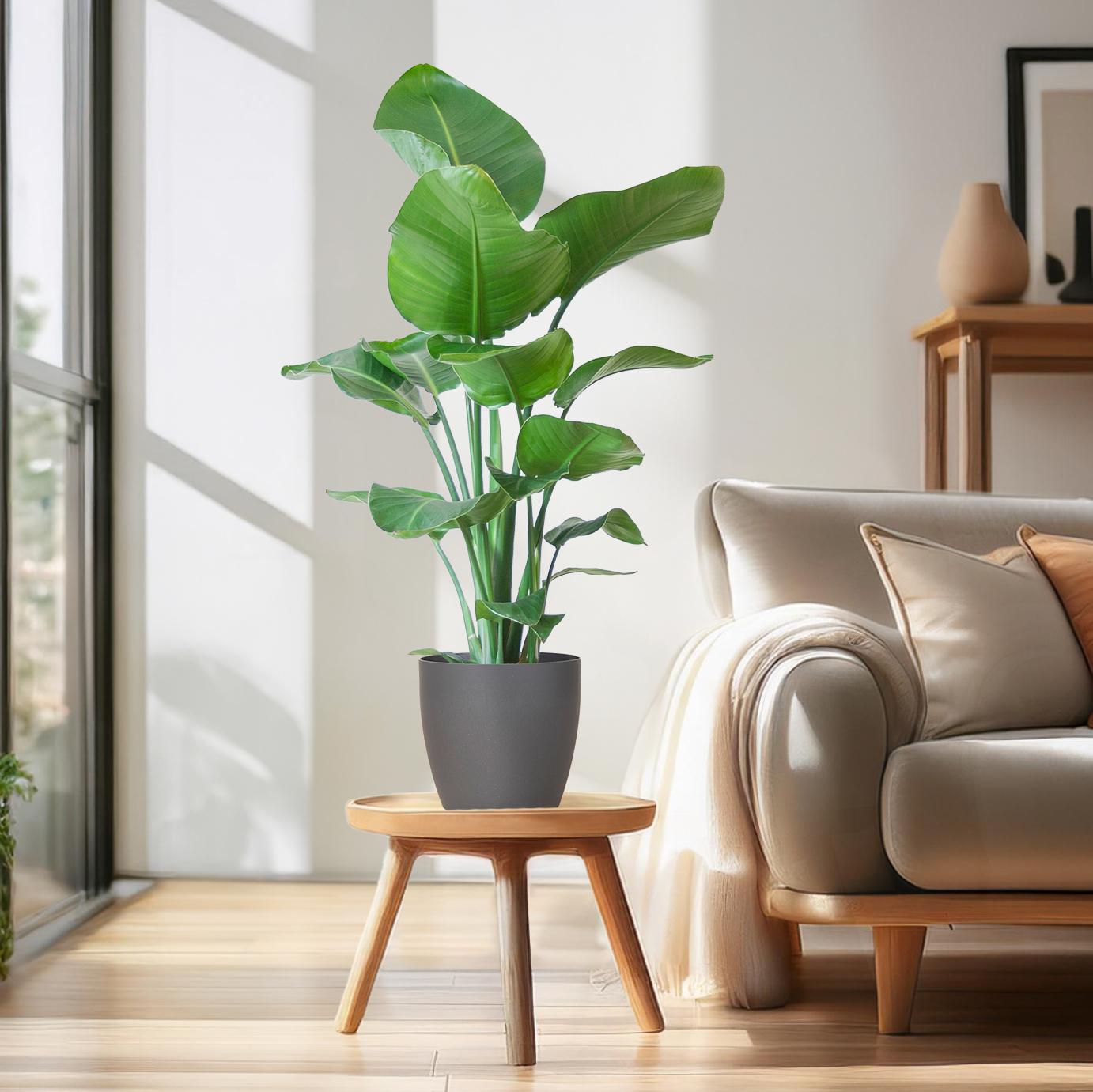 Tropische Strelitzia Nicolai plant met olifantengras Viber pot