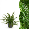 Nephrolepis Green Lady - 25 cm - Ø12 - met Potter grijs - Plant - plantenmagie