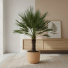 Chamaerops Humilis op stam – 150 cm-Plant-plantenmagie
