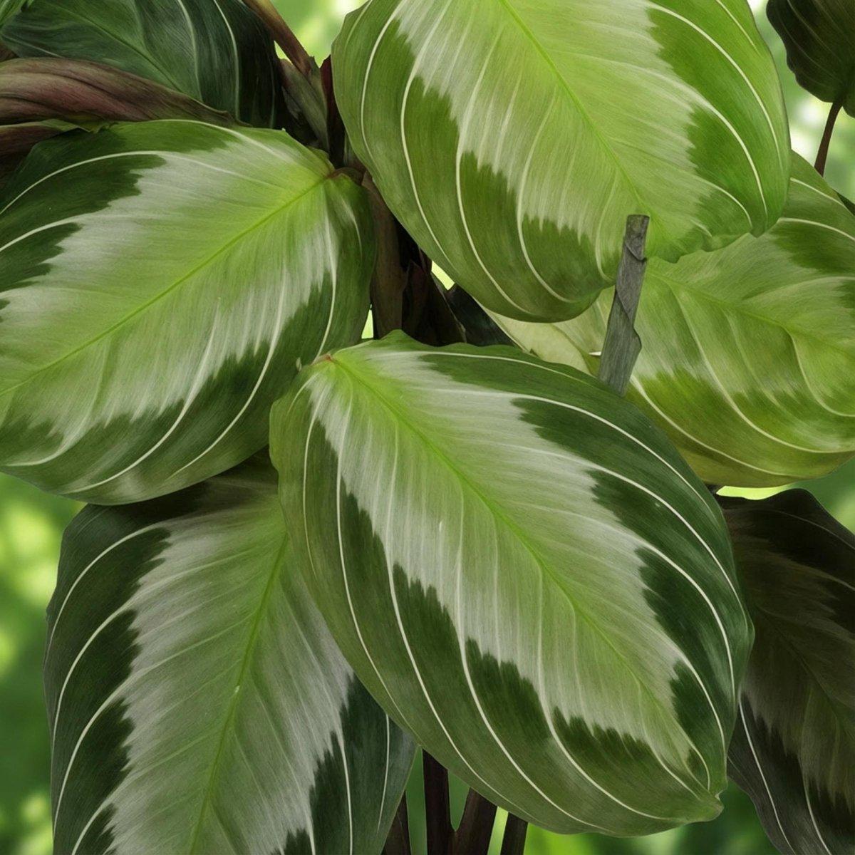 Maranta Fascinator Silverband - Gebedsplant - Huisdiervriendelijk - 4 Planten - Hoogte 30-35cm-Plant-Planten Magie