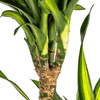 Dracaena Deremensis Rikki – 150 cm-Plant-plantenmagie