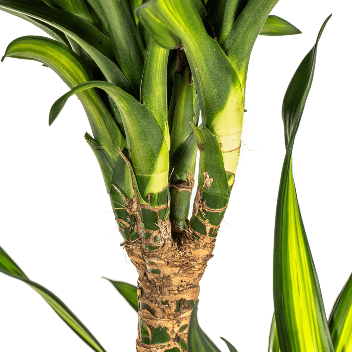 Dracaena Deremensis Rikki – 150 cm-Plant-plantenmagie