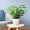 Calathea Rufibarba met Mand Lissabon wit - 55cm - Ø17