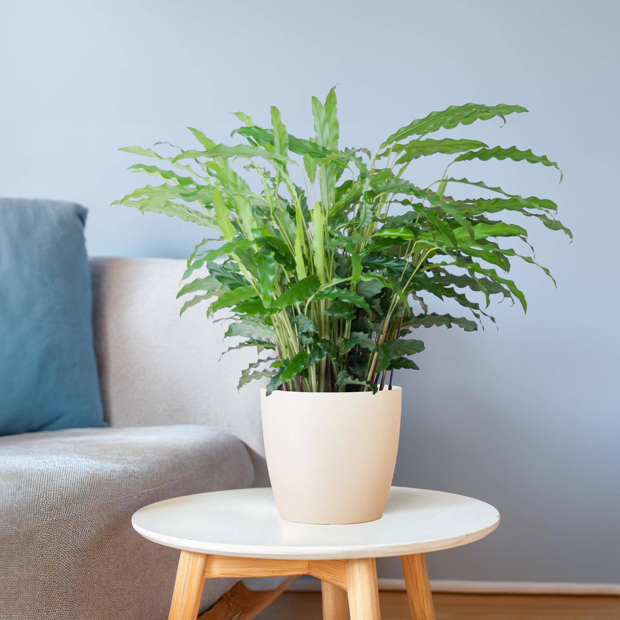 Calathea Rufibarba met Mand Lissabon wit - 55cm - Ø17