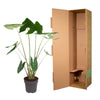 Alocasia Zebrina - 130 cm - ø32 - Plant - plantenmagie