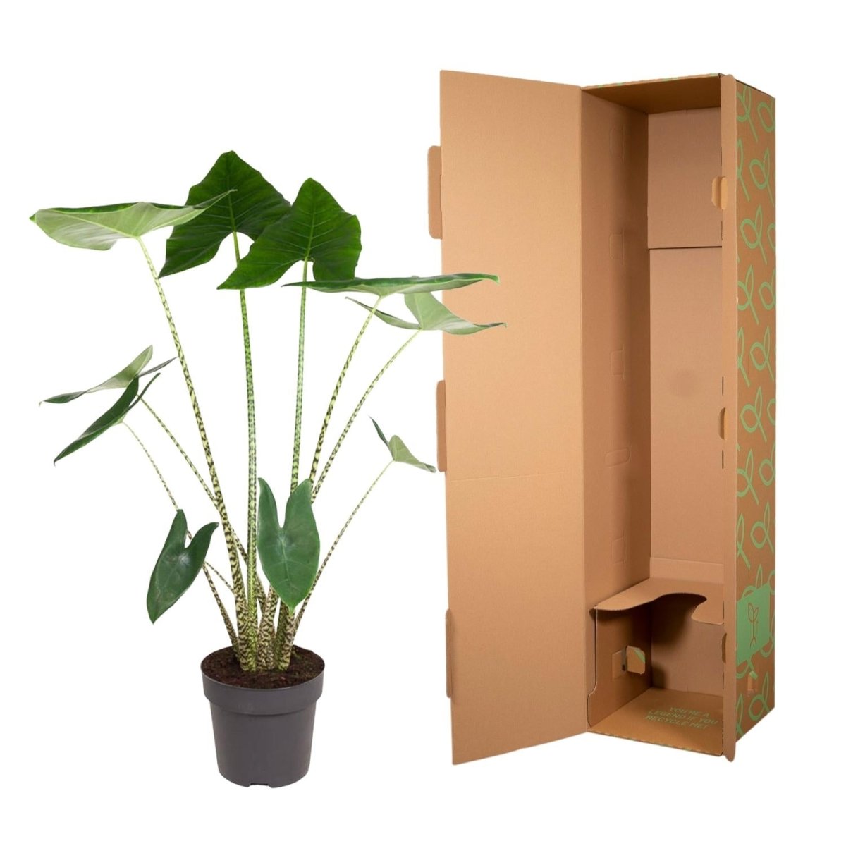 Alocasia Zebrina - 130 cm - ø32 - Plant - plantenmagie