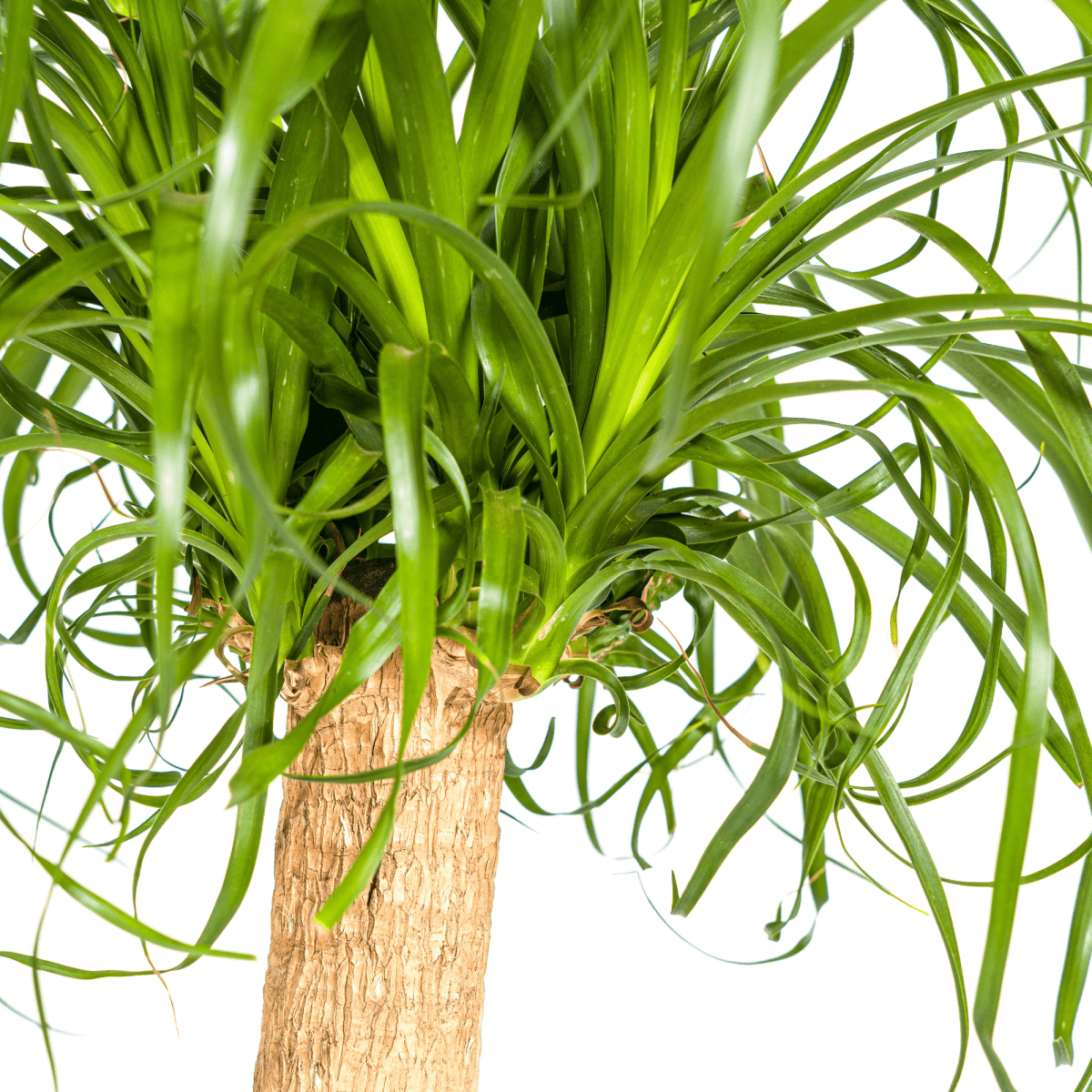 Beaucarnea Recurvata Stam met mand Ø24cm - ↕80 - 100cm-Plant-plantenmagie