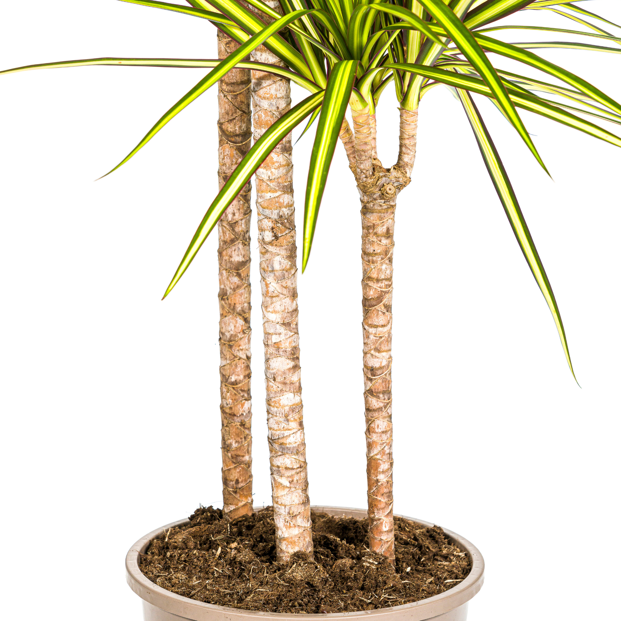 Hoogte 130-150cm Dracaena Marginata Sunray in woonkamerinterieur