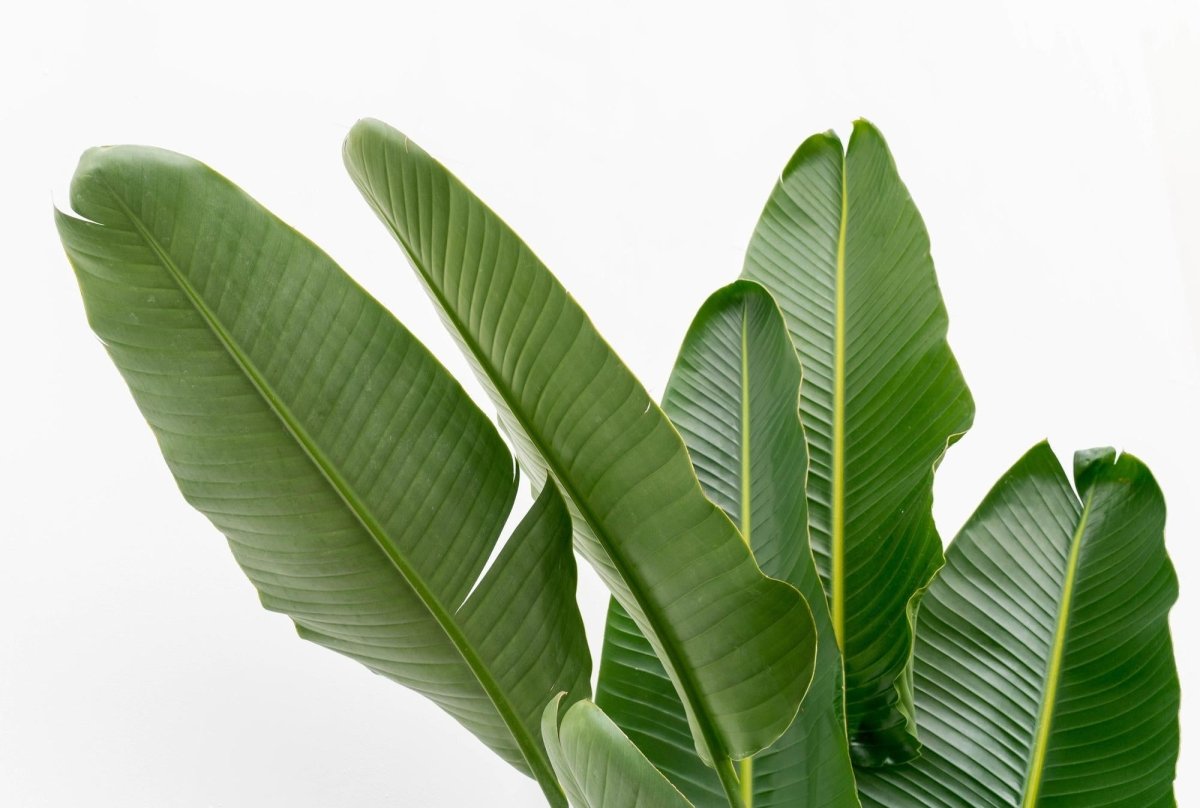 Strelitzia Augusta multi stam XXL - 225 cm - ø32 - Plant - plantenmagie