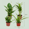 Luchtzuiverende Kamerplanten - Ø 12 cm - Hoogte: 30-40 cm-Plant-Planten Magie