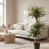 Dracaena Riki - 140 cm - ø24 - Plant - plantenmagie