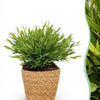 Bamusa Pogonatherum Monica – 20 cm - Plant - plantenmagie