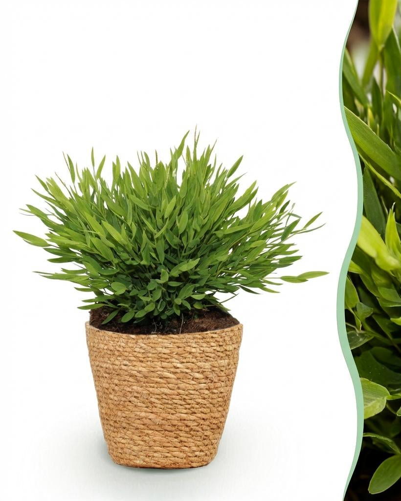 Bamusa Pogonatherum Monica – 20 cm - Plant - plantenmagie