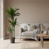 Dracaena Janet Craig - 150 cm - ø24 - Plant - plantenmagie
