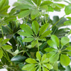 Schefflera Arboricola Nora kamerplant 70cm met witte Viber pot