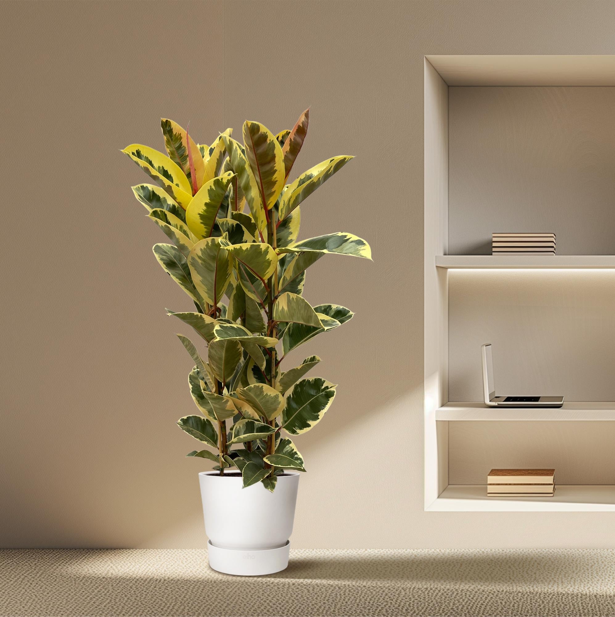 Ficus Elastica met glanzende donkergroene bladeren in moderne woonkamer