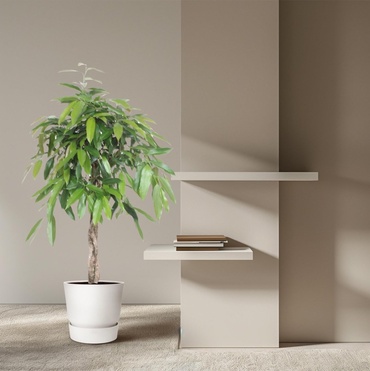 Ficus Amstel King gevlochten stam - 140 cm - ø30 - Plant - plantenmagie