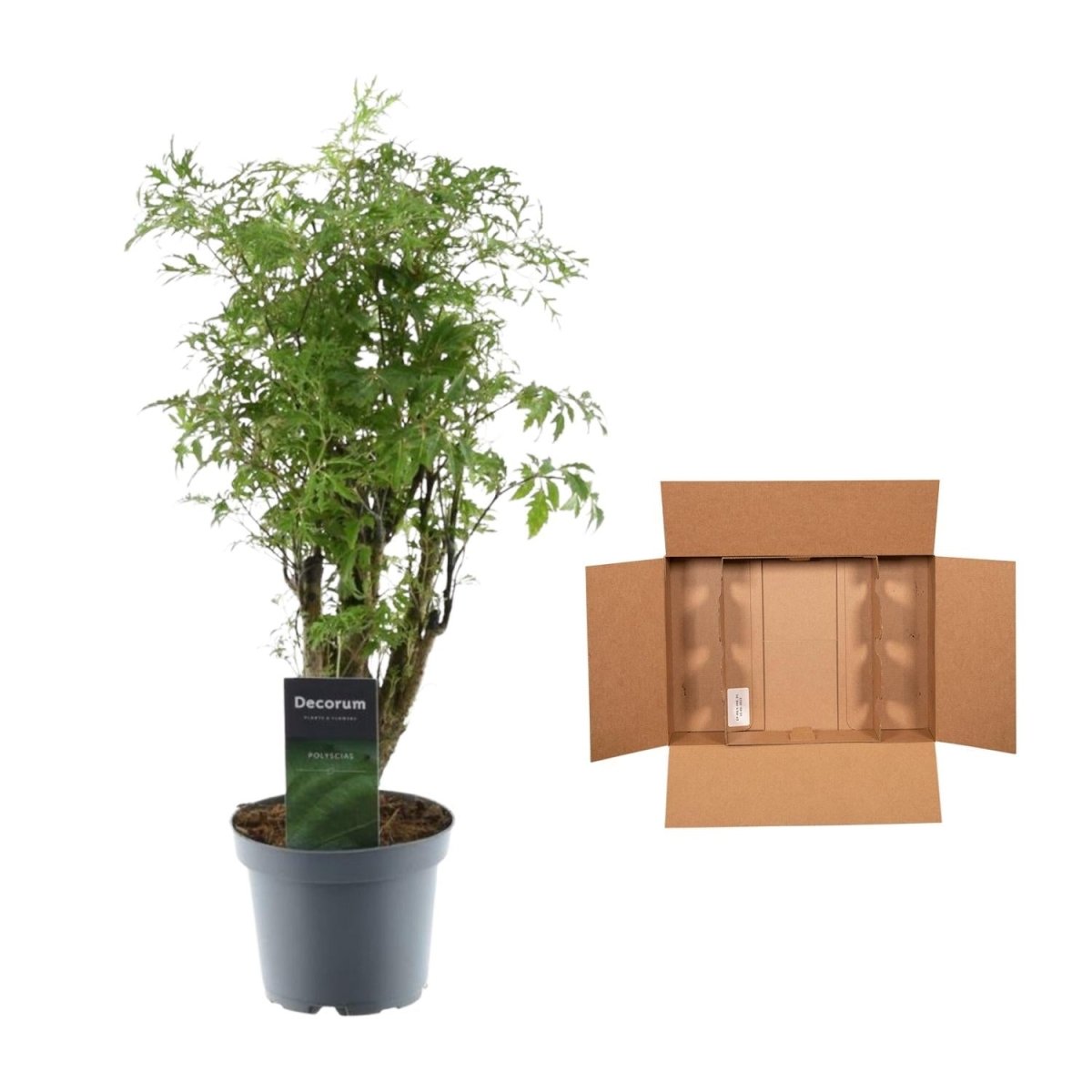 Polyscias Hawaiiana Ming - 45 cm - ø12 - Plant - plantenmagie