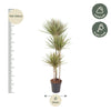 Dracaena Bicolor - 150 cm - ø24 - Plant - plantenmagie