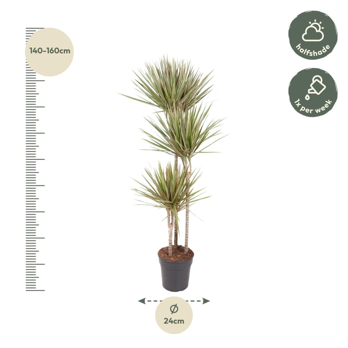 Dracaena Bicolor - 150 cm - ø24 - Plant - plantenmagie