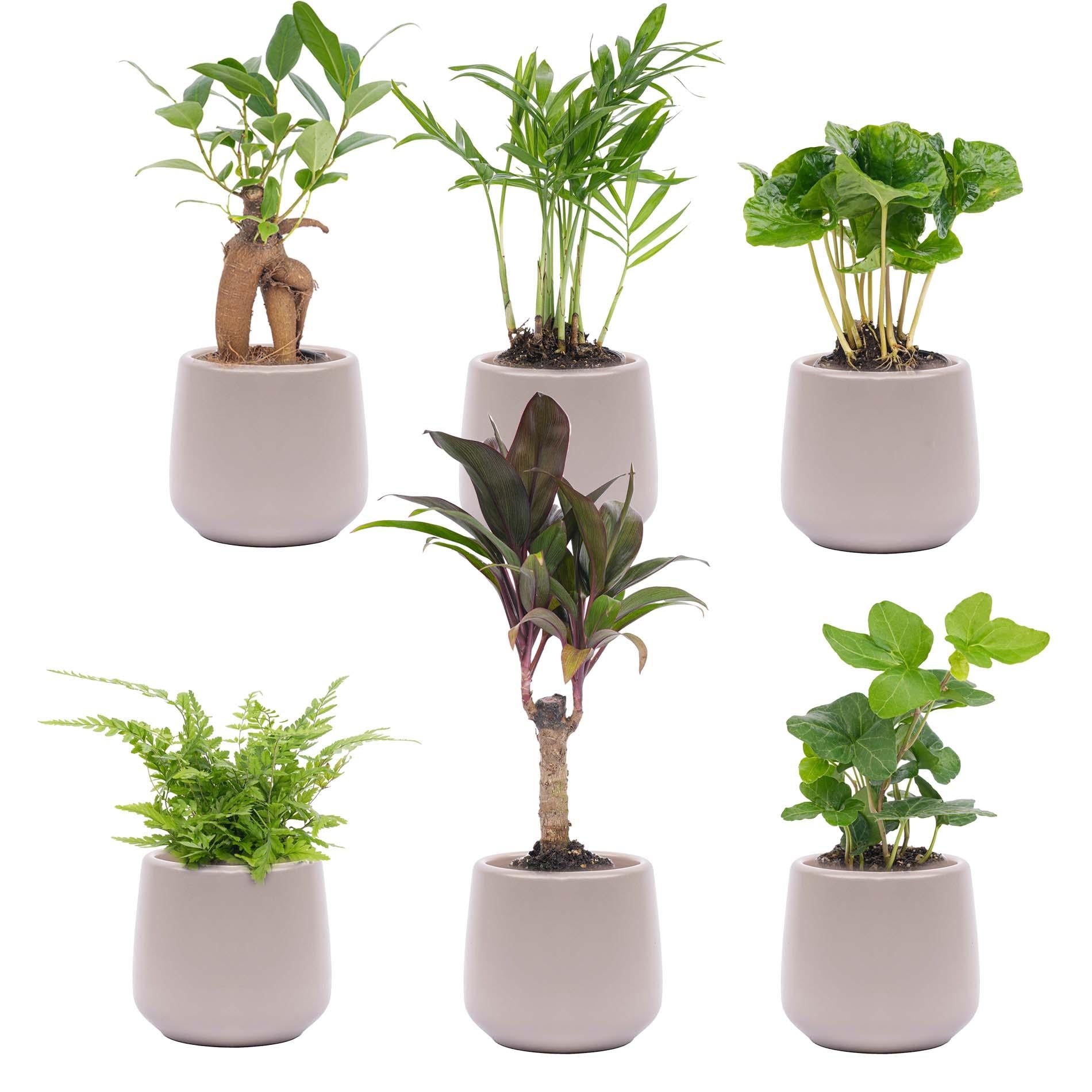 Mini planten set 6 - Inclusief 6x pot Boule Antraciet