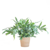 Phlebodium Aureum 'Blue Star' met Viber grijs - 40cm - Ø17