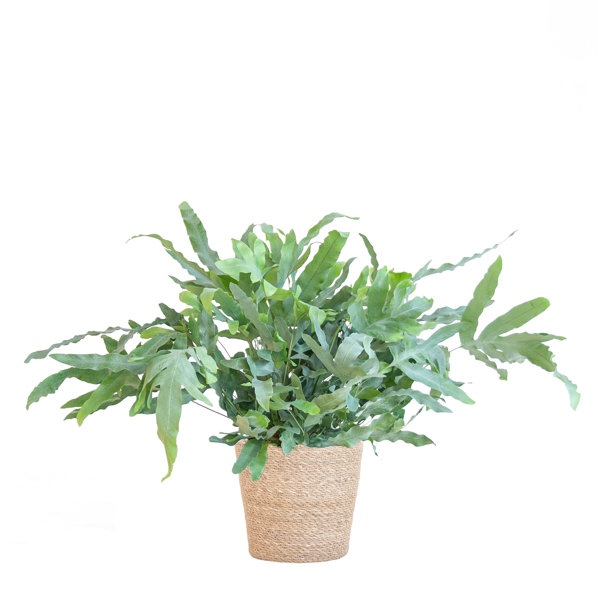 Phlebodium Aureum 'Blue Star' met Viber grijs - 40cm - Ø17