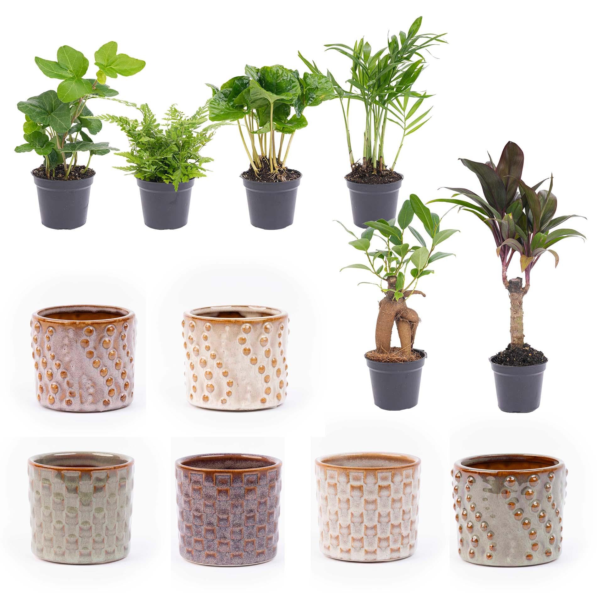Mini planten set 6 - Inclusief pot set Barcelona