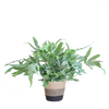 Phlebodium Aureum 'Blue Star' met Viber grijs - 40cm - Ø17