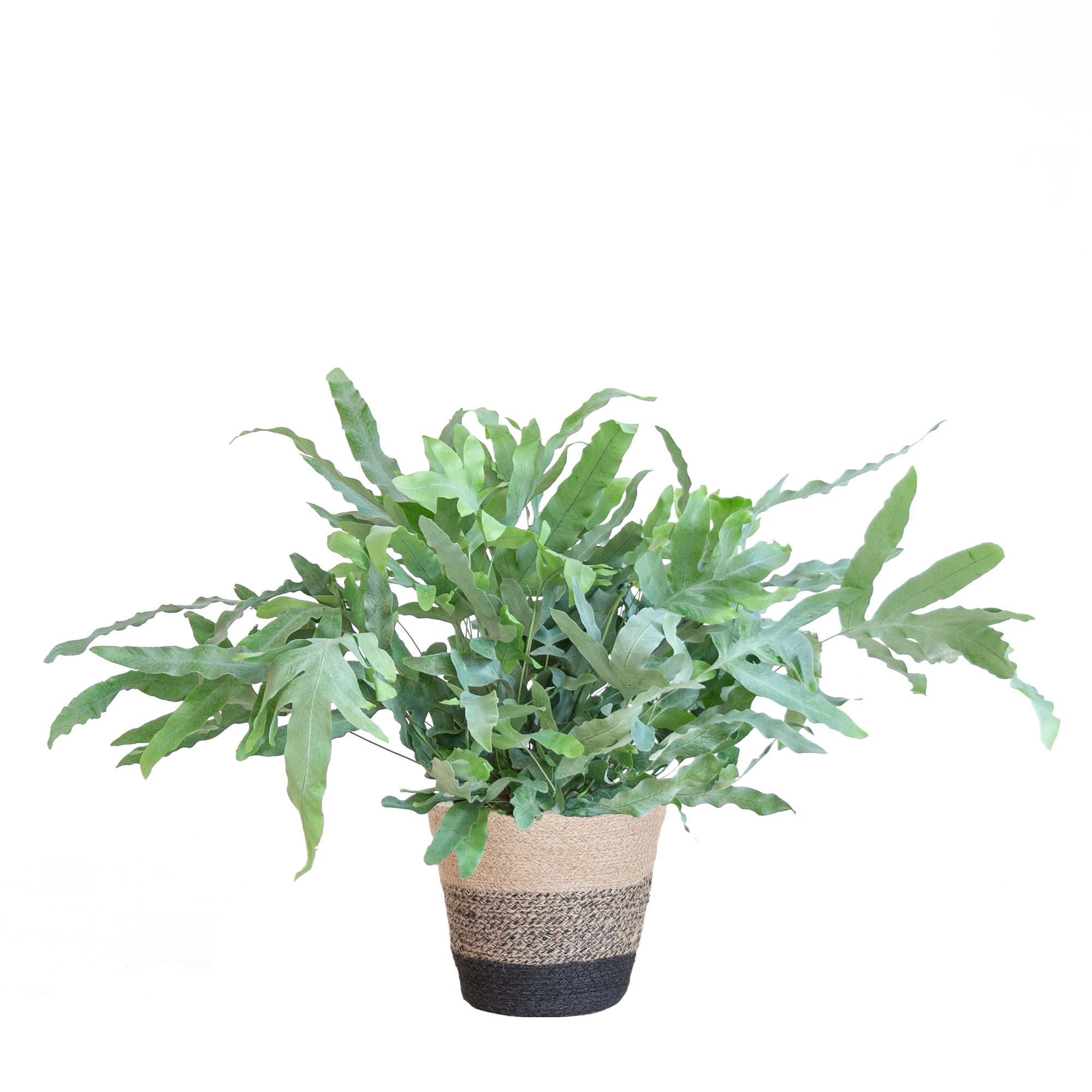 Phlebodium Aureum 'Blue Star' met Viber grijs - 40cm - Ø17