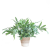 Phlebodium Aureum 'Blue Star' met Viber grijs - 40cm - Ø17