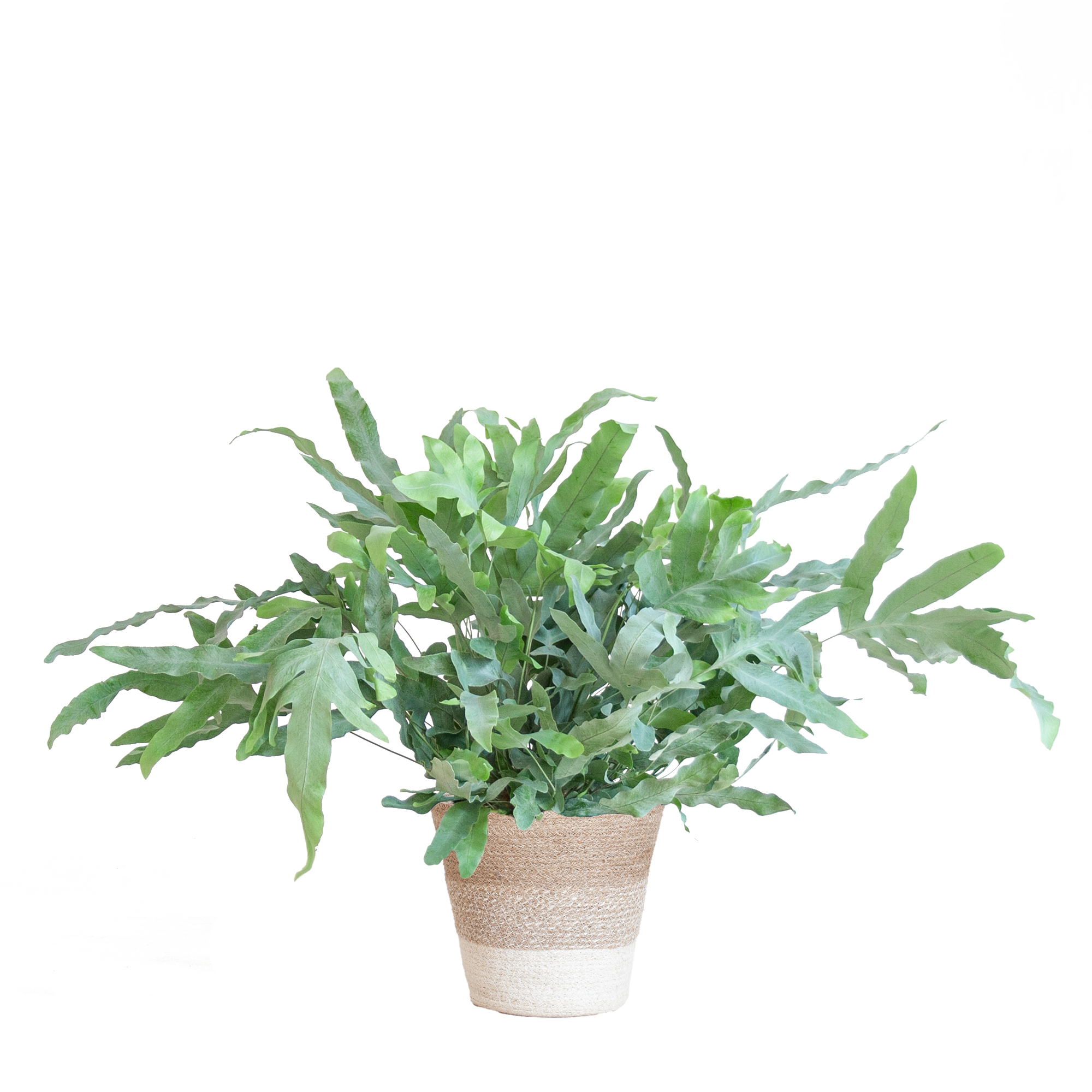 Phlebodium Aureum 'Blue Star' met Viber grijs - 40cm - Ø17