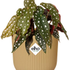 Begonia Maculata + ELHO Vibes Fold 14cm roze