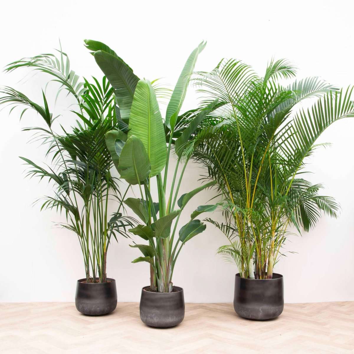 Voordeelpakket XXL - Kentia 200 cm, Strelitzia Nicolai 225 cm, Areca 200 cm - Plant - plantenmagie