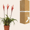 Vriesea Elan Toef - Ø12cm - ↕55cm-Plant-Planten Magie