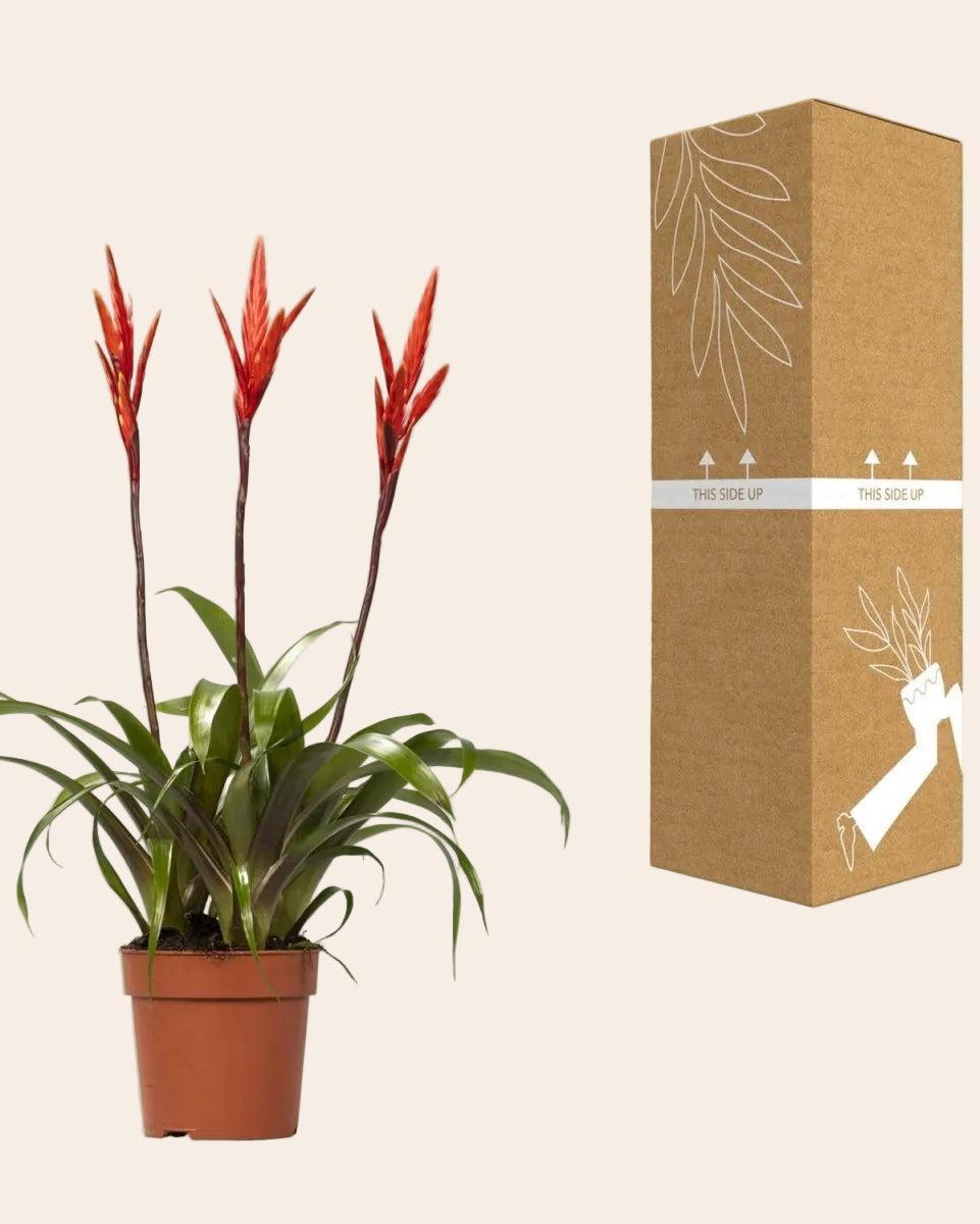 Vriesea Elan Toef - Ø12cm - ↕55cm-Plant-Planten Magie