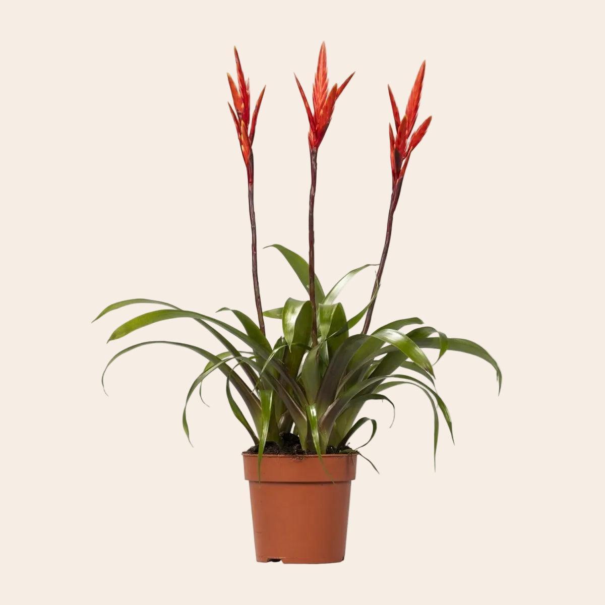 Vriesea Elan Toef - Ø12cm - ↕55cm-Plant-Planten Magie
